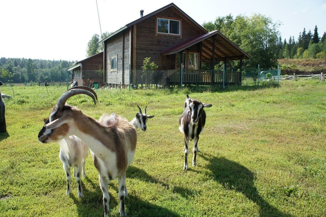 Tourbase 'White Goat Farm'