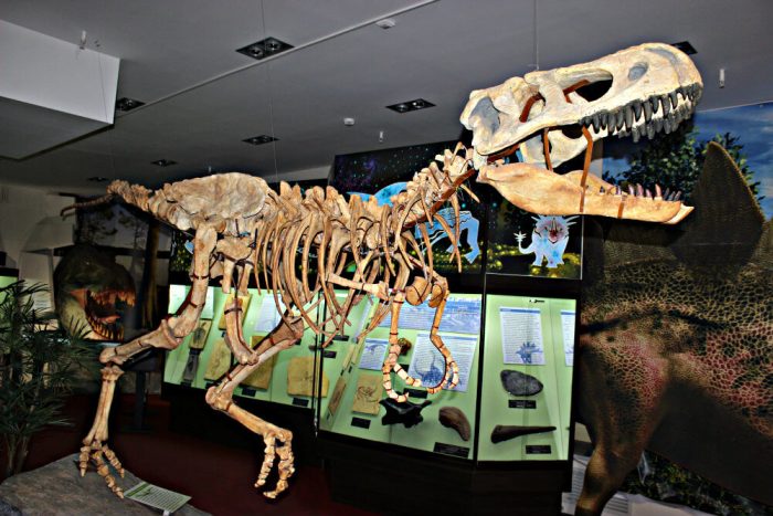 Вятский палеонтологический музей
